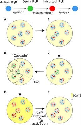 Changes in Ca2+ Removal Can Mask the Effects of Geometry During IP3R Mediated Ca2+ Signals